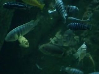 Shameless.US.S06E01_2